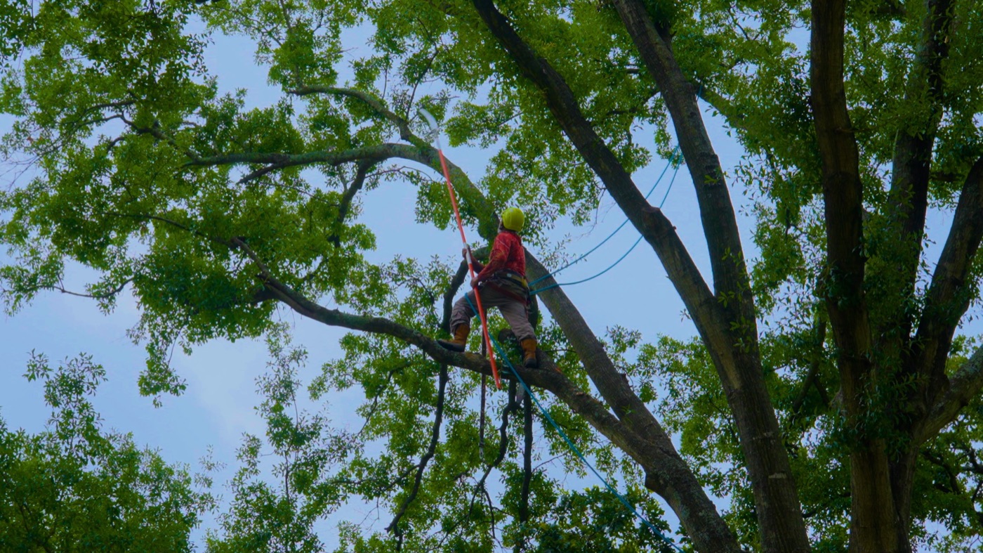 Do You Need a Permit to Remove a Tree in Houston?