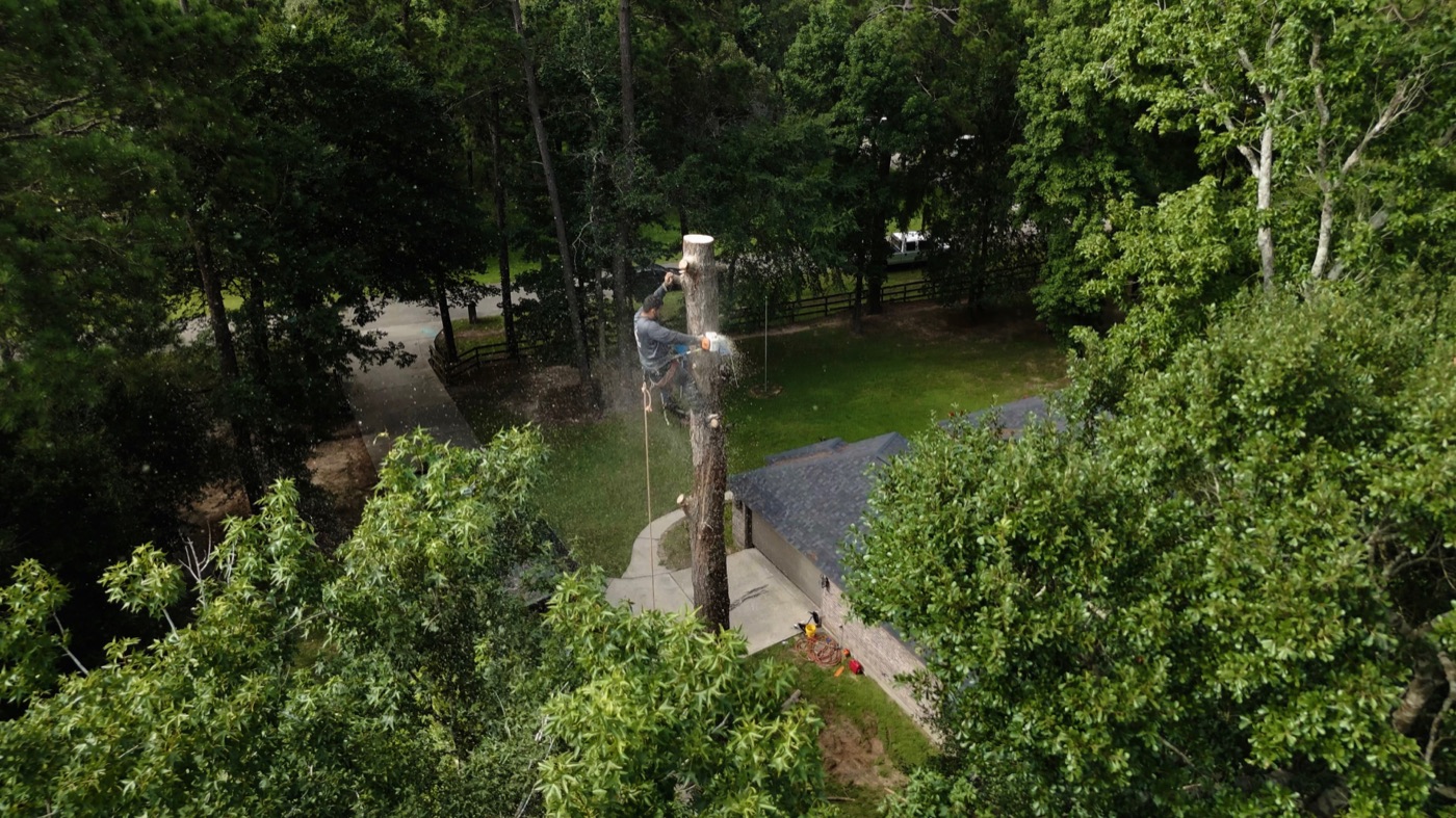 Tree Removal in Cypress, TX