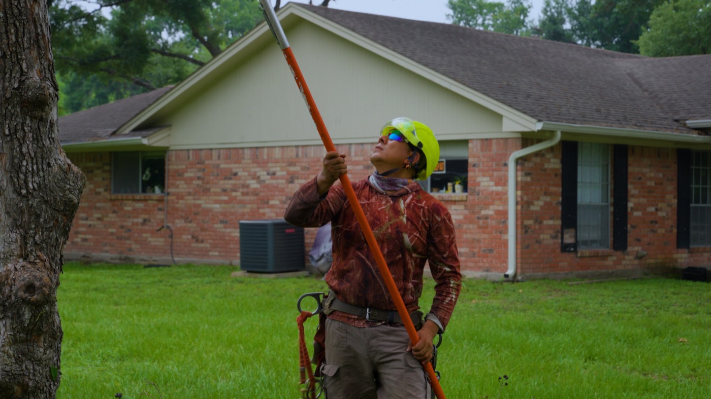 Tree Trimming vs. Tree Removal: Which Do You Actually Need?